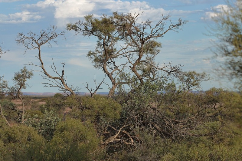 Acacia xiphophylla photo 3