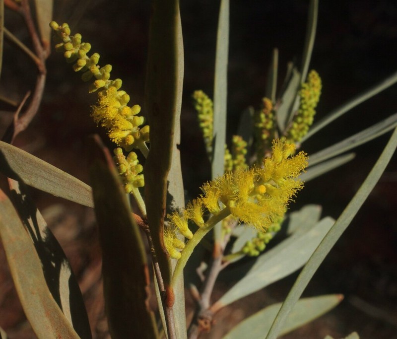 Acacia xiphophylla photo 4