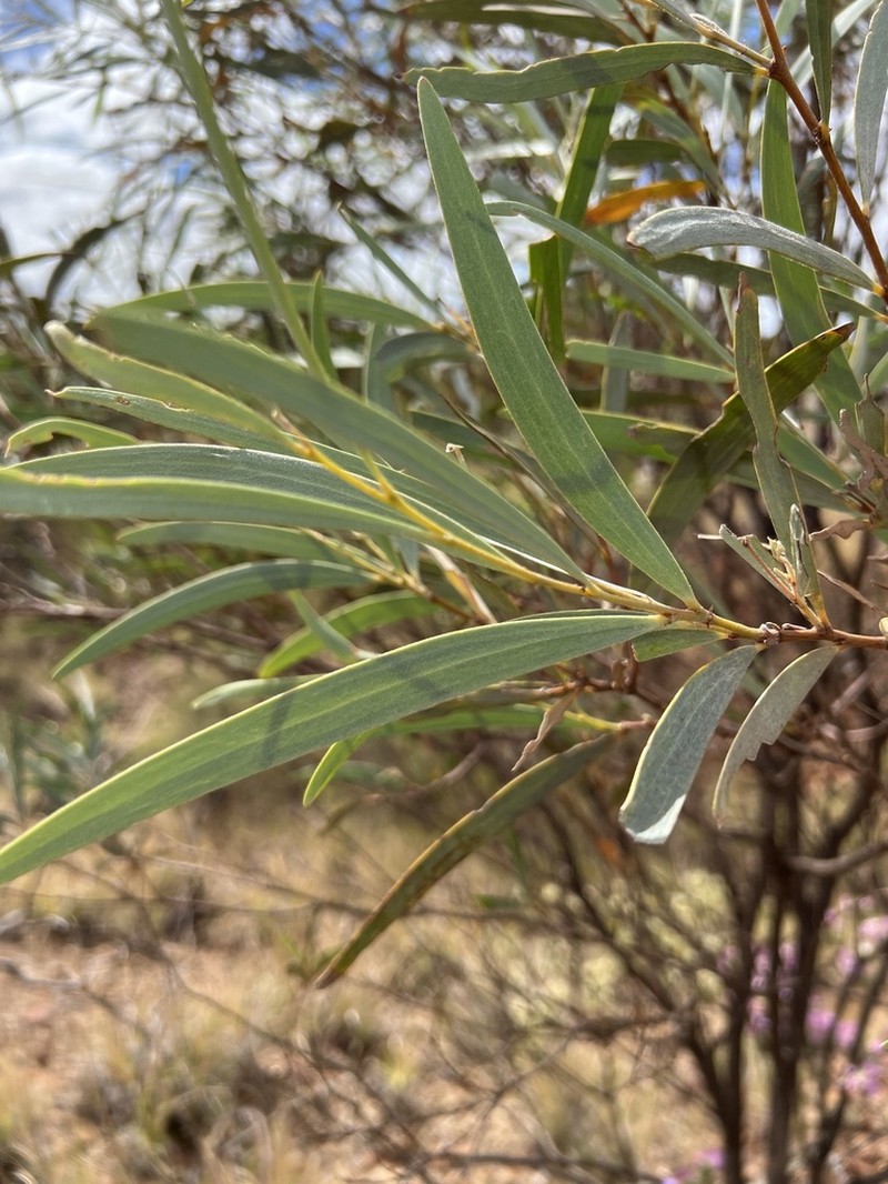 Acacia xiphophylla photo 5