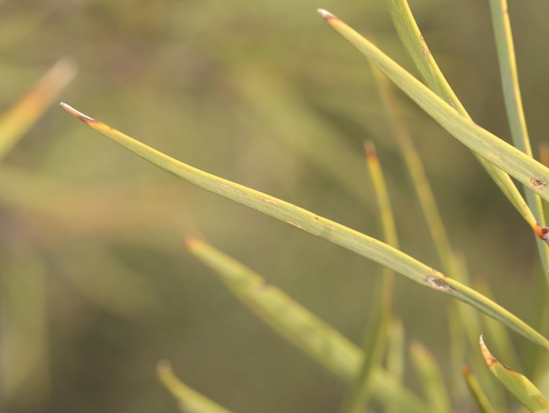 Acacia xiphophylla photo 6