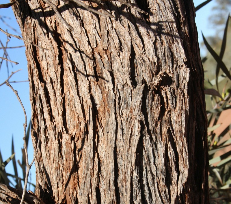 Acacia xiphophylla photo 7