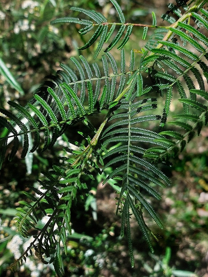 Acacia yalwalensis photo 2