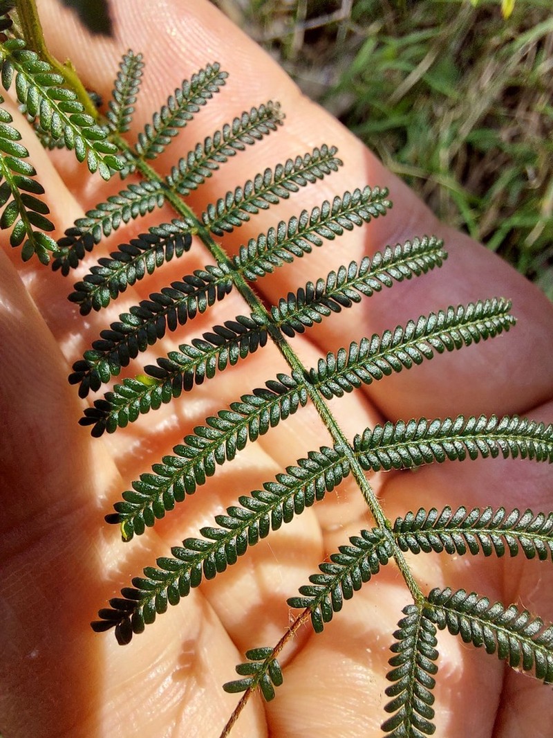 Acacia yalwalensis photo 3