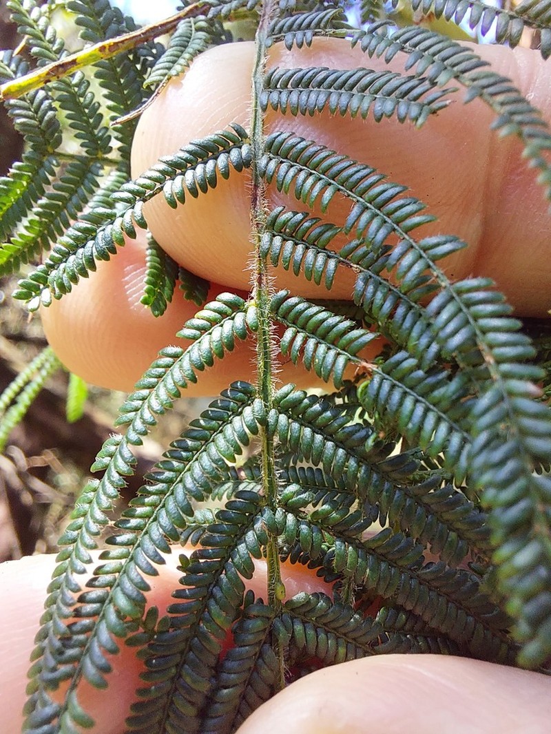 Acacia yalwalensis photo 4