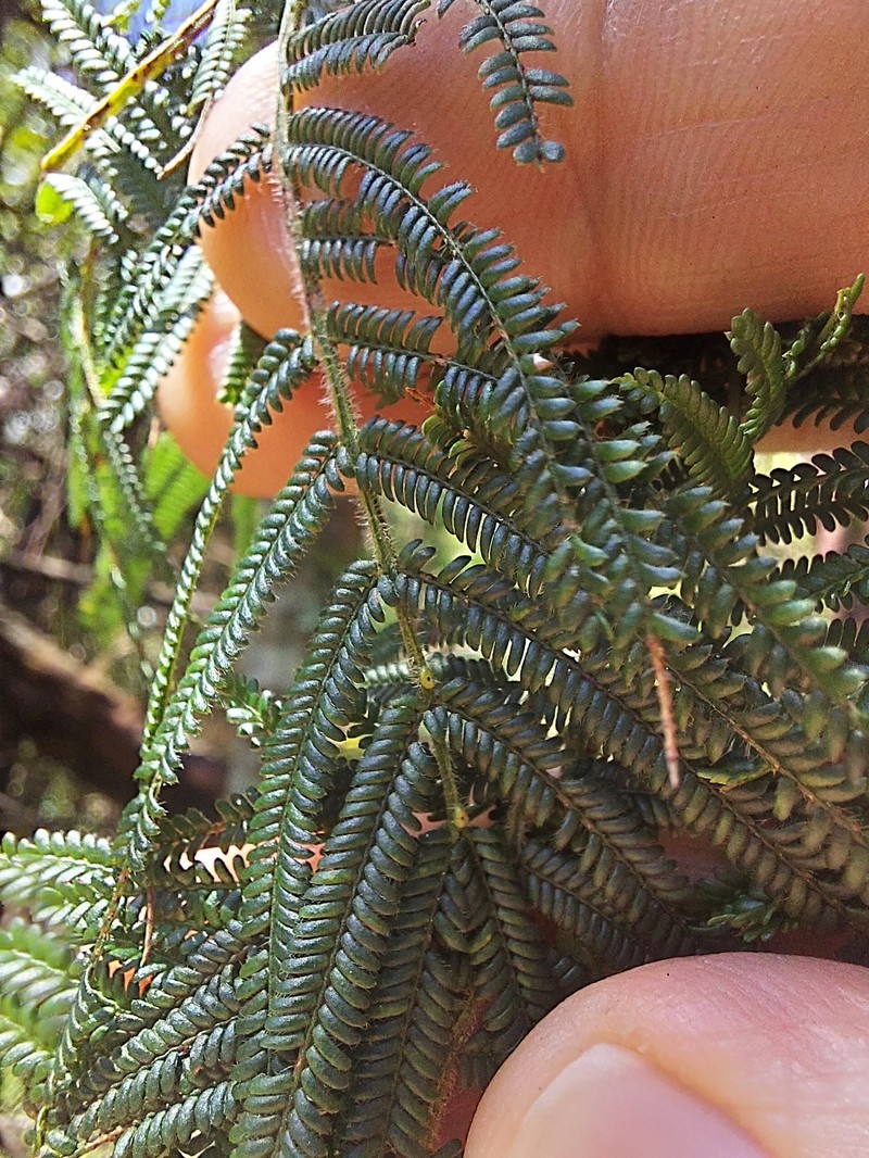 Acacia yalwalensis photo 5