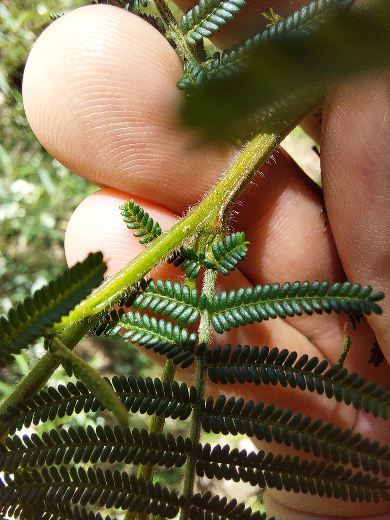 Acacia yalwalensis photo 6