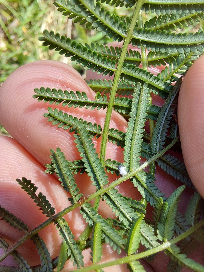 Acacia yalwalensis photo 7