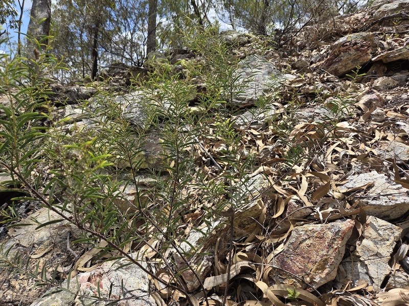Acacia yirrkallensis photo 3