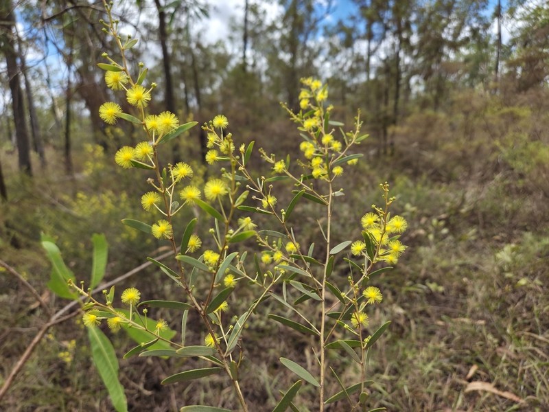 Acacia yirrkallensis photo 4