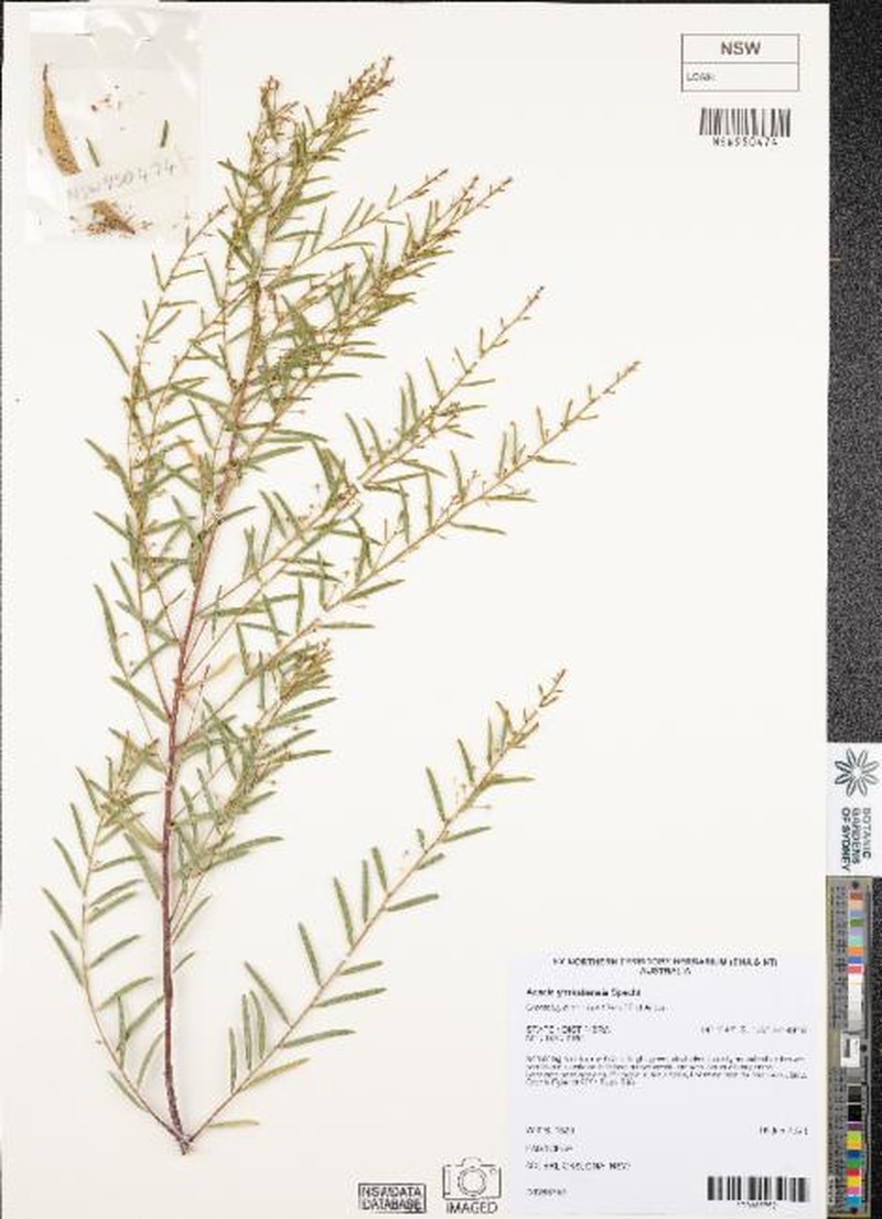 Acacia yirrkallensis photo 5