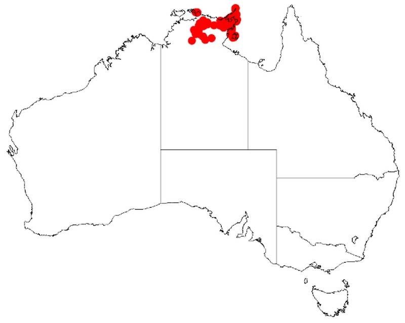 Acacia yirrkallensis