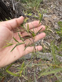 Acacia yirrkallensis