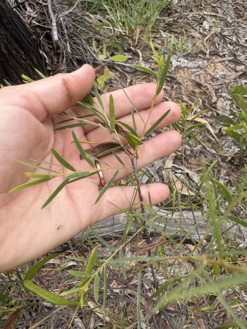 Acacia yirrkallensis photo 2