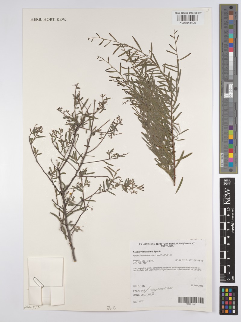 Acacia yirrkallensis photo 3