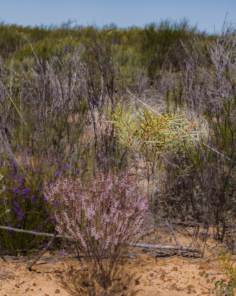 Acacia yorkrakinensis photo 4