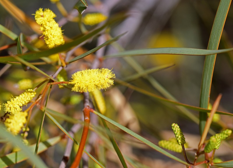 Acacia yorkrakinensis photo 5