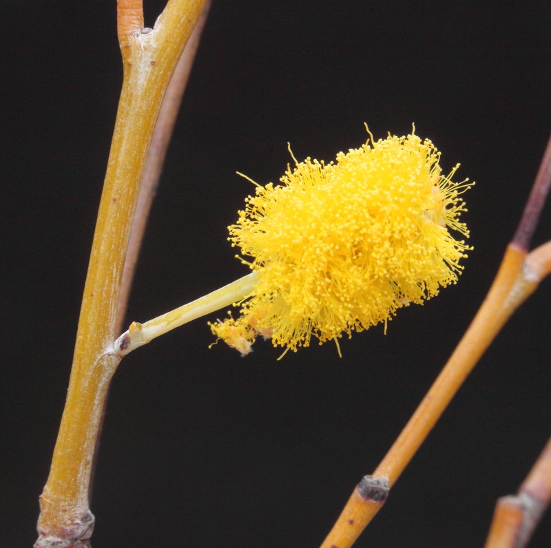 Acacia yorkrakinensis subsp. acrita photo 2