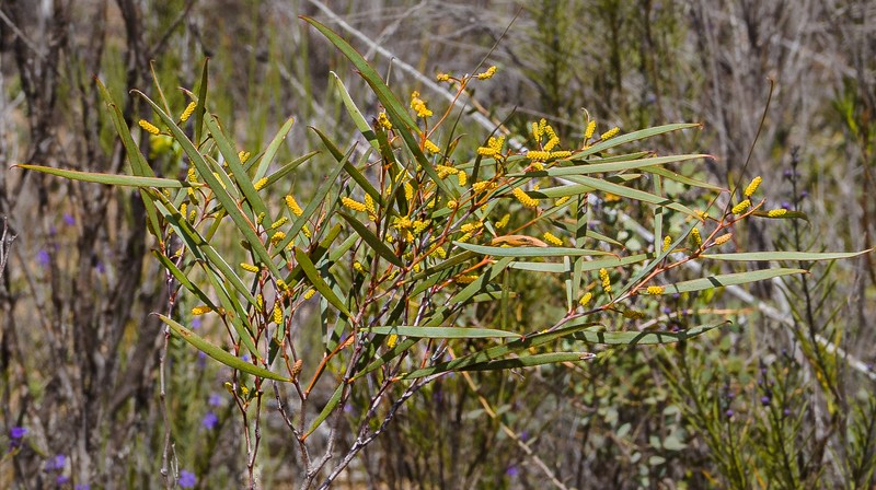 Acacia yorkrakinensis subsp. acrita photo 3