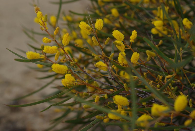 Acacia yorkrakinensis subsp. acrita photo 5