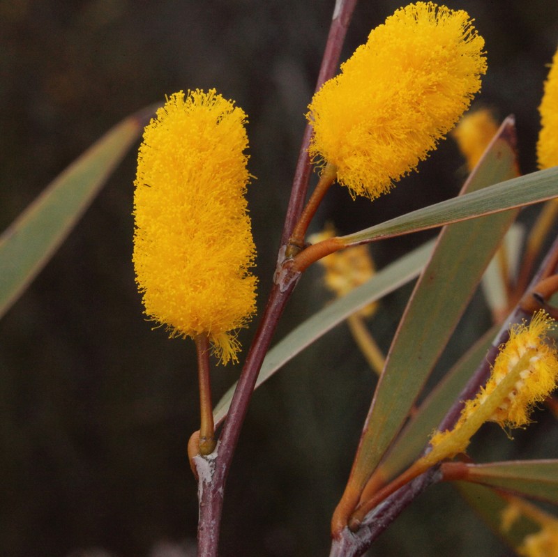 Acacia yorkrakinensis subsp. acrita photo 6