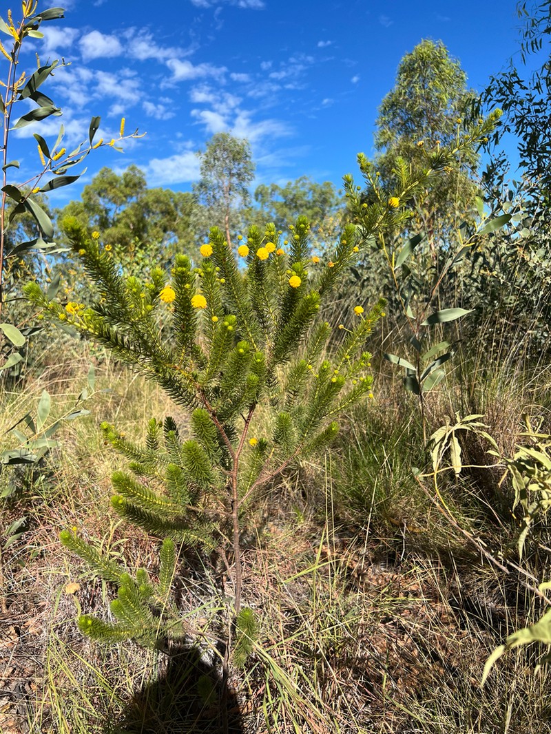 Acacia zatrichota photo 3