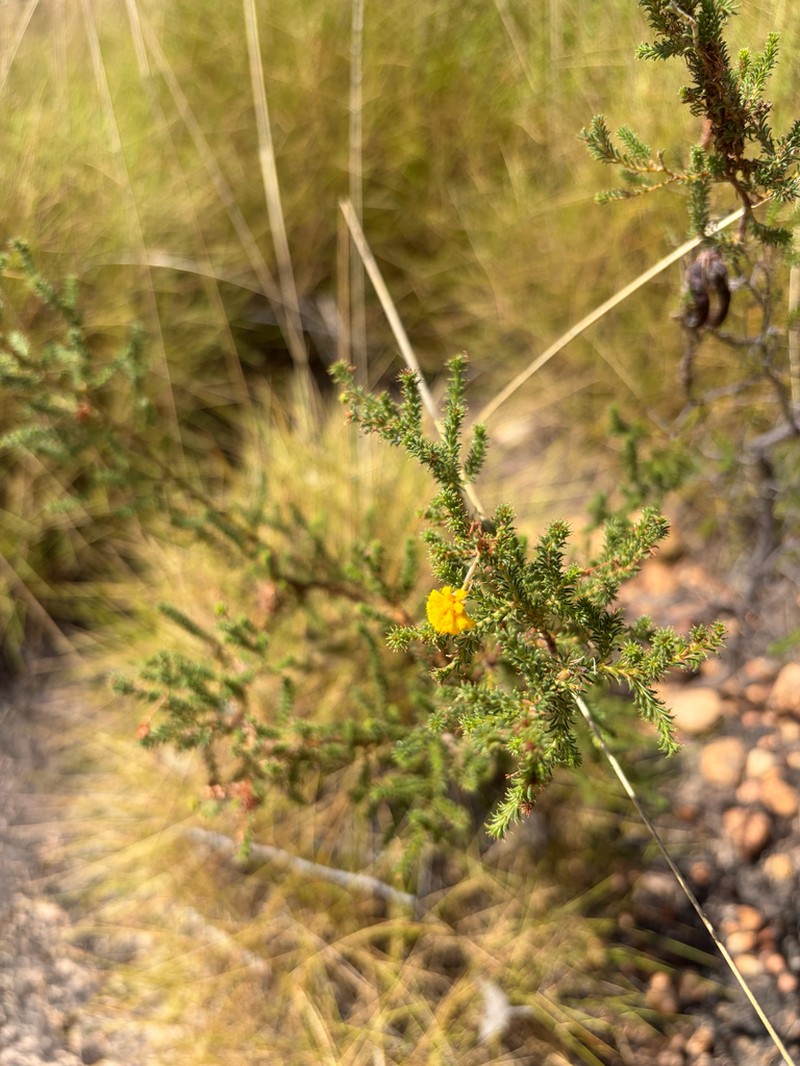 Acacia zatrichota photo 4