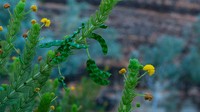 Acacia zatrichota