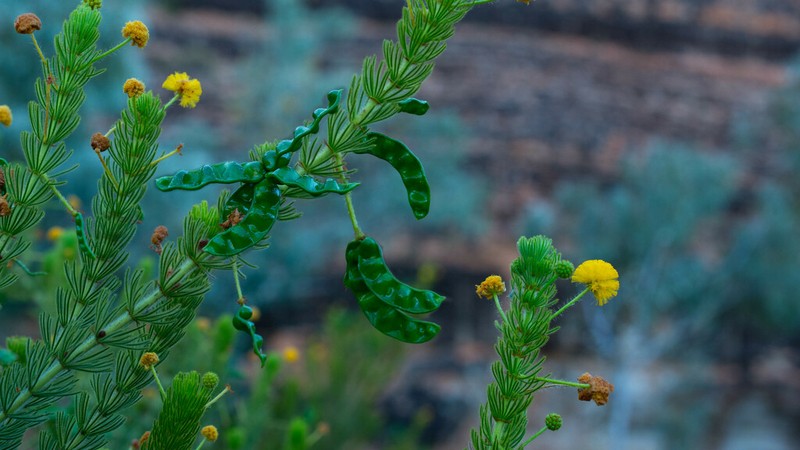 Acacia zatrichota