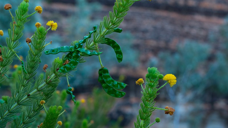 Acacia zatrichota photo 2