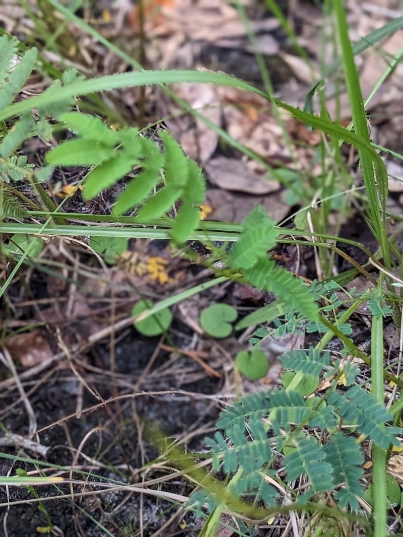 Prairie Acacia photo 2