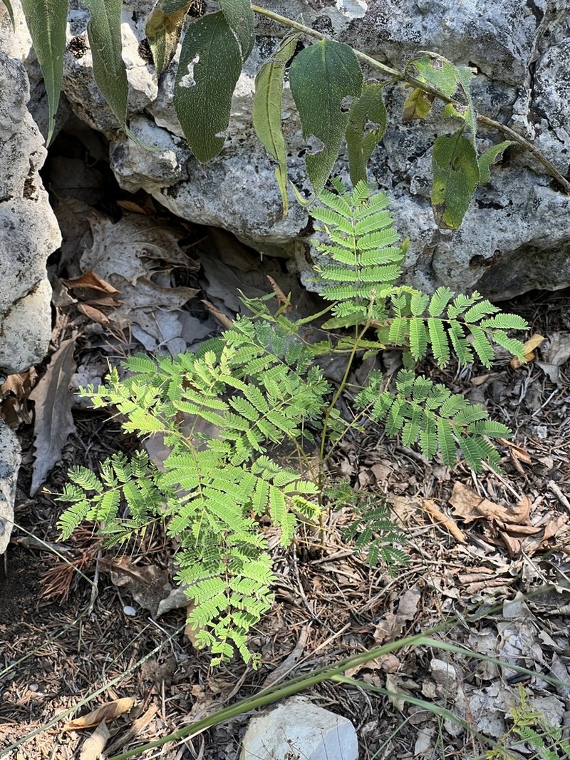 Prairie Acacia photo 3