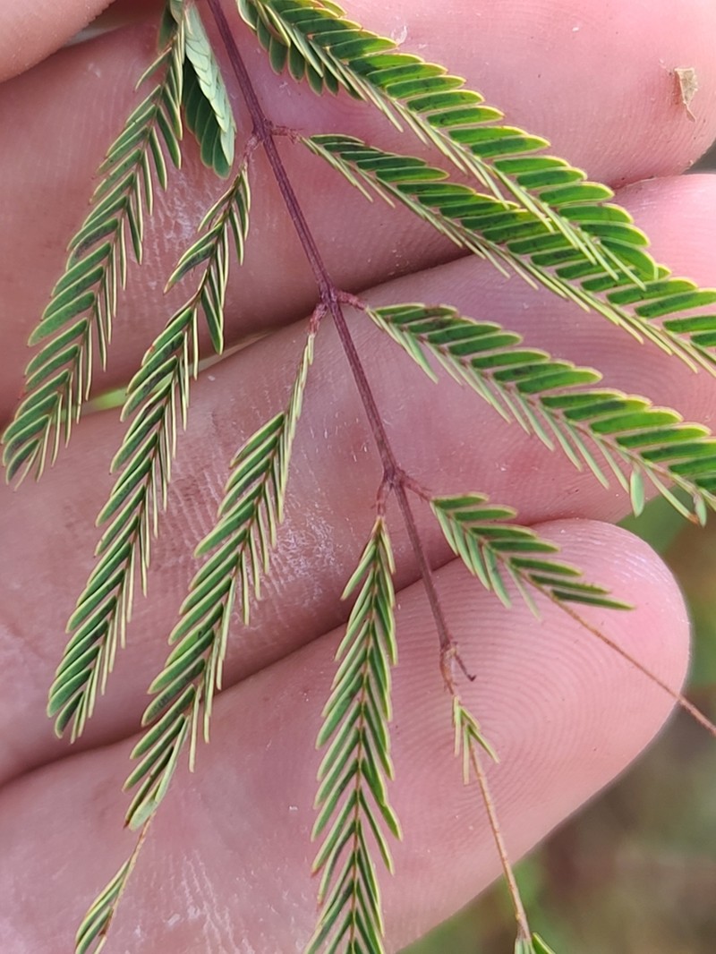 Prairie Acacia photo 4
