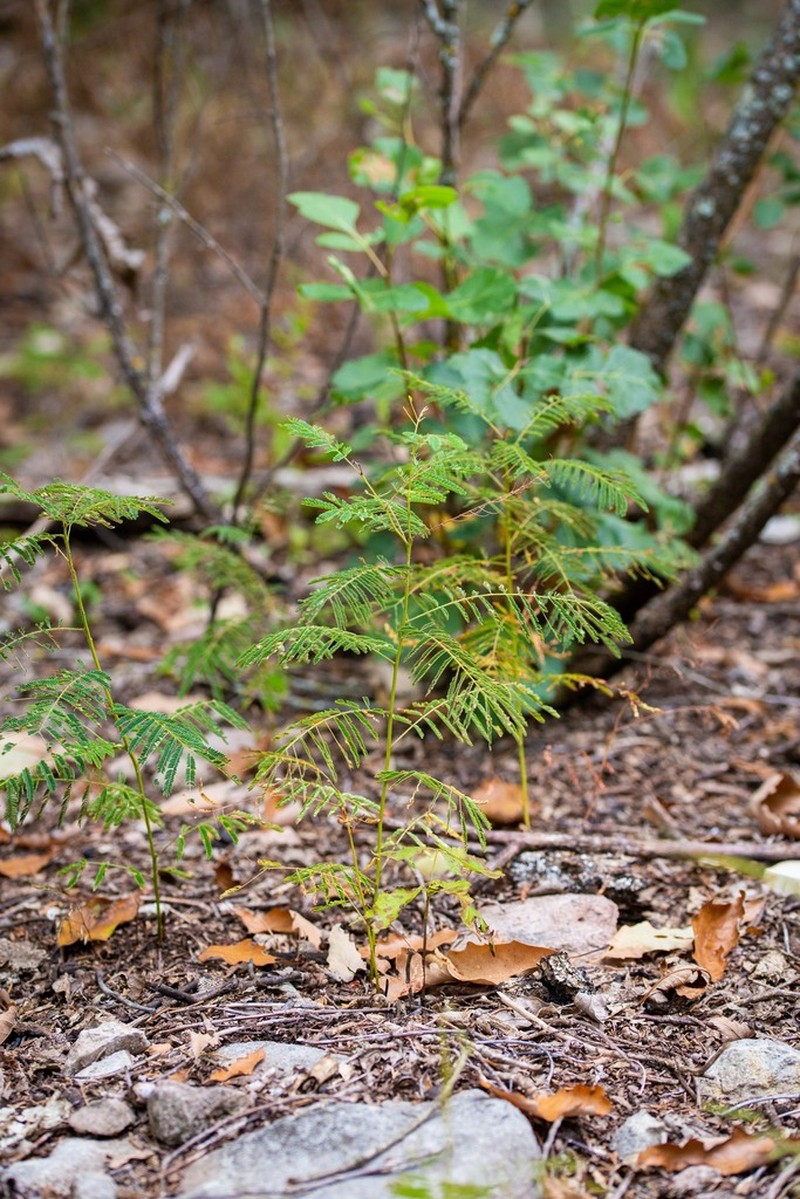 Prairie Acacia photo 5