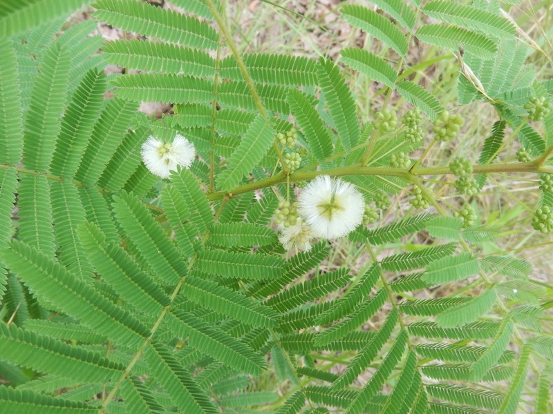 Prairie Acacia photo 7