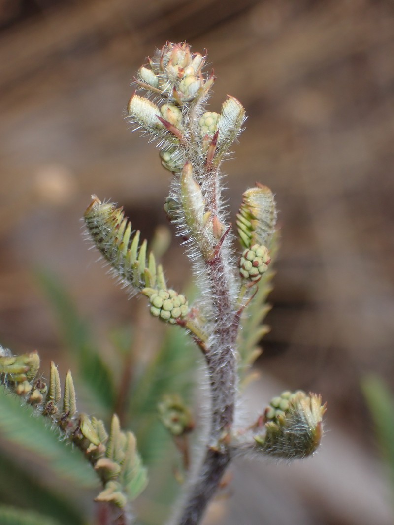 Prairie Acacia