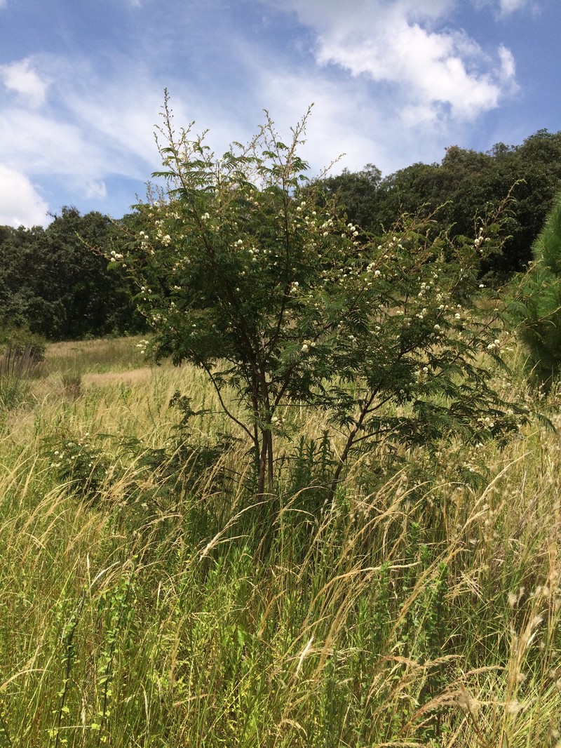 Prairie Acacia photo 2