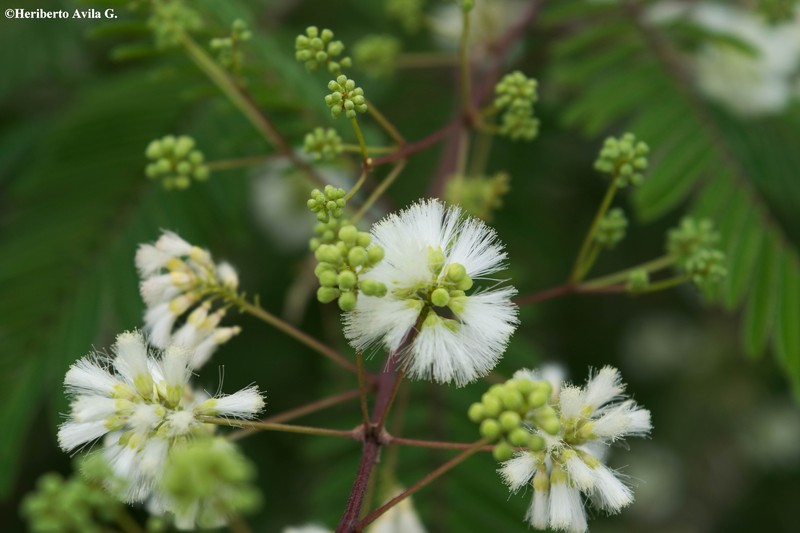 Prairie Acacia photo 3