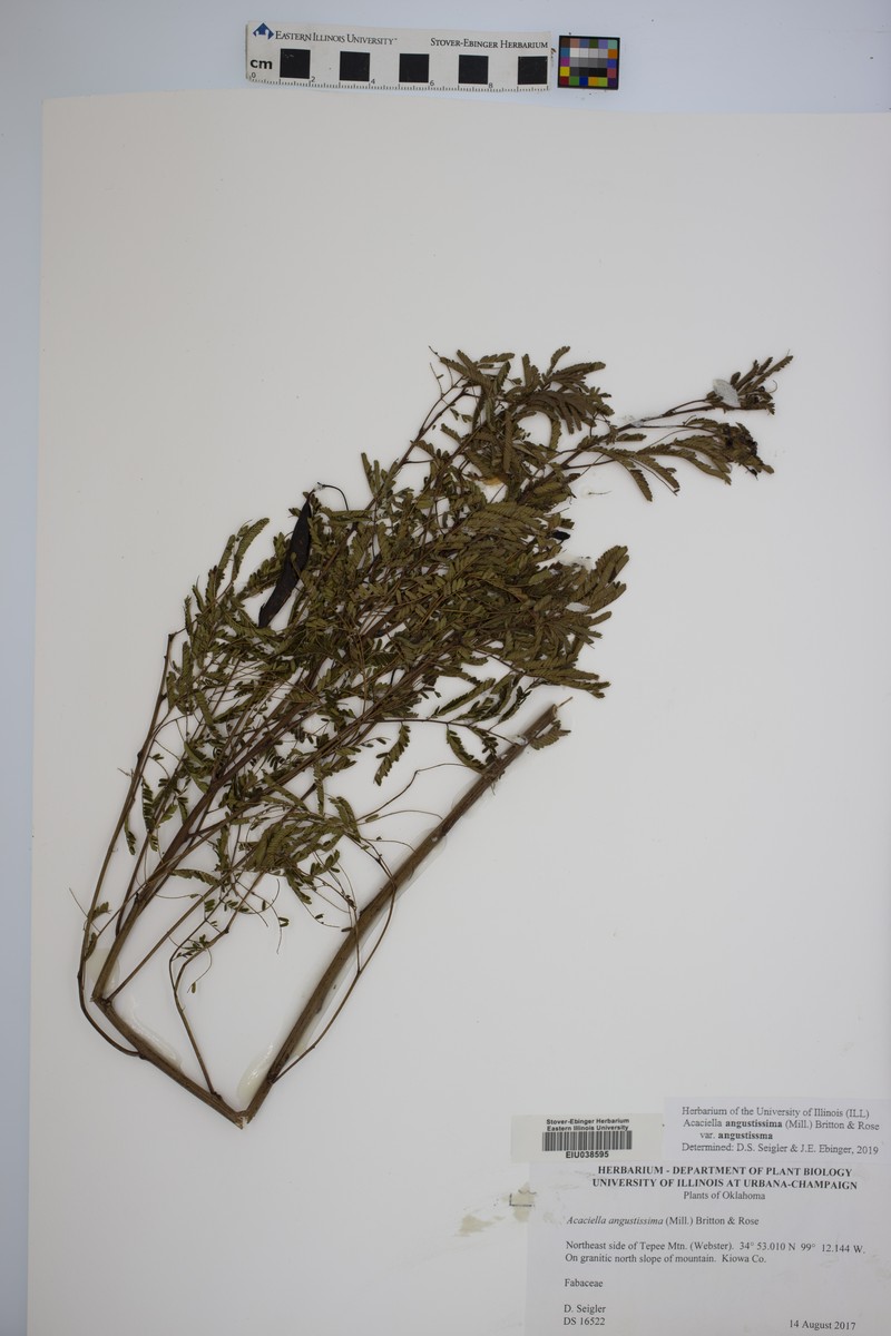 Prairie Acacia photo 4
