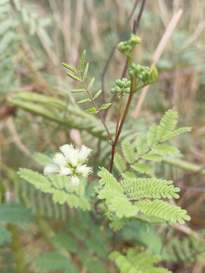 Acaciella angustissima var. texensis