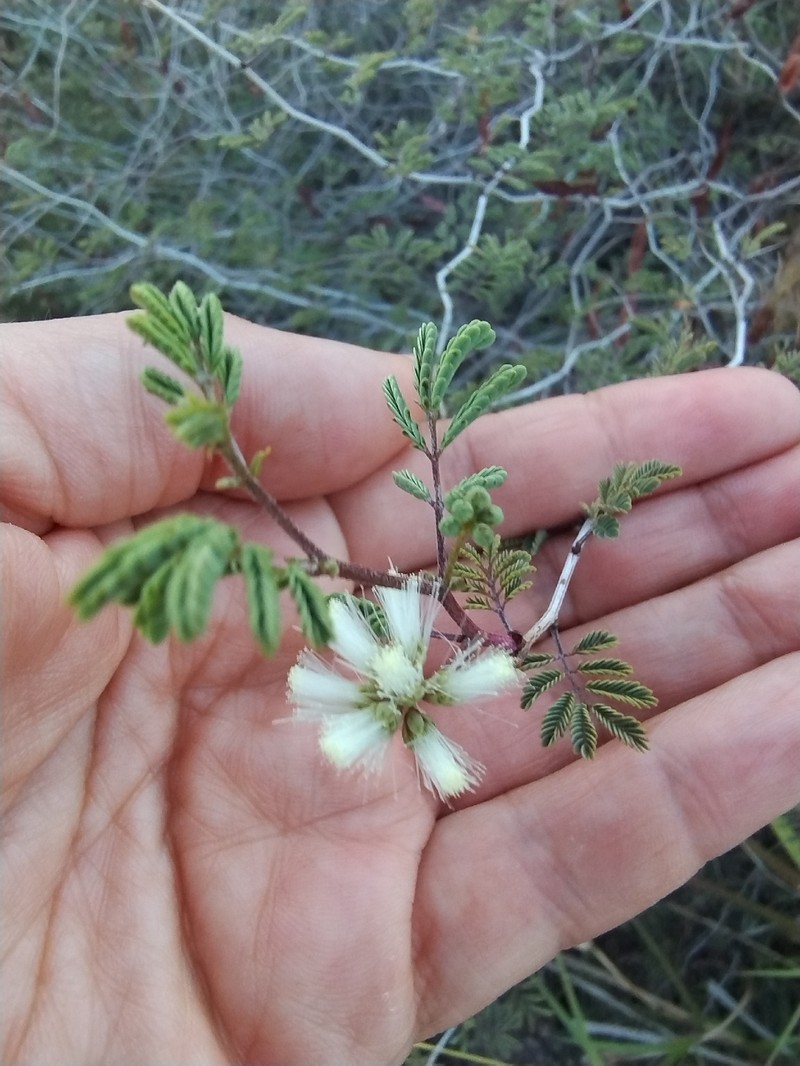 Acaciella angustissima var. texensis photo 2