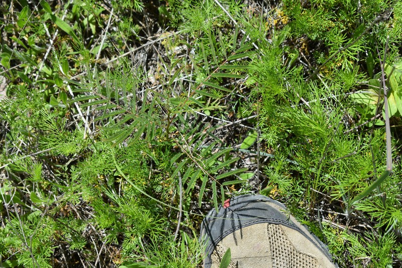 Acaciella angustissima var. texensis photo 3