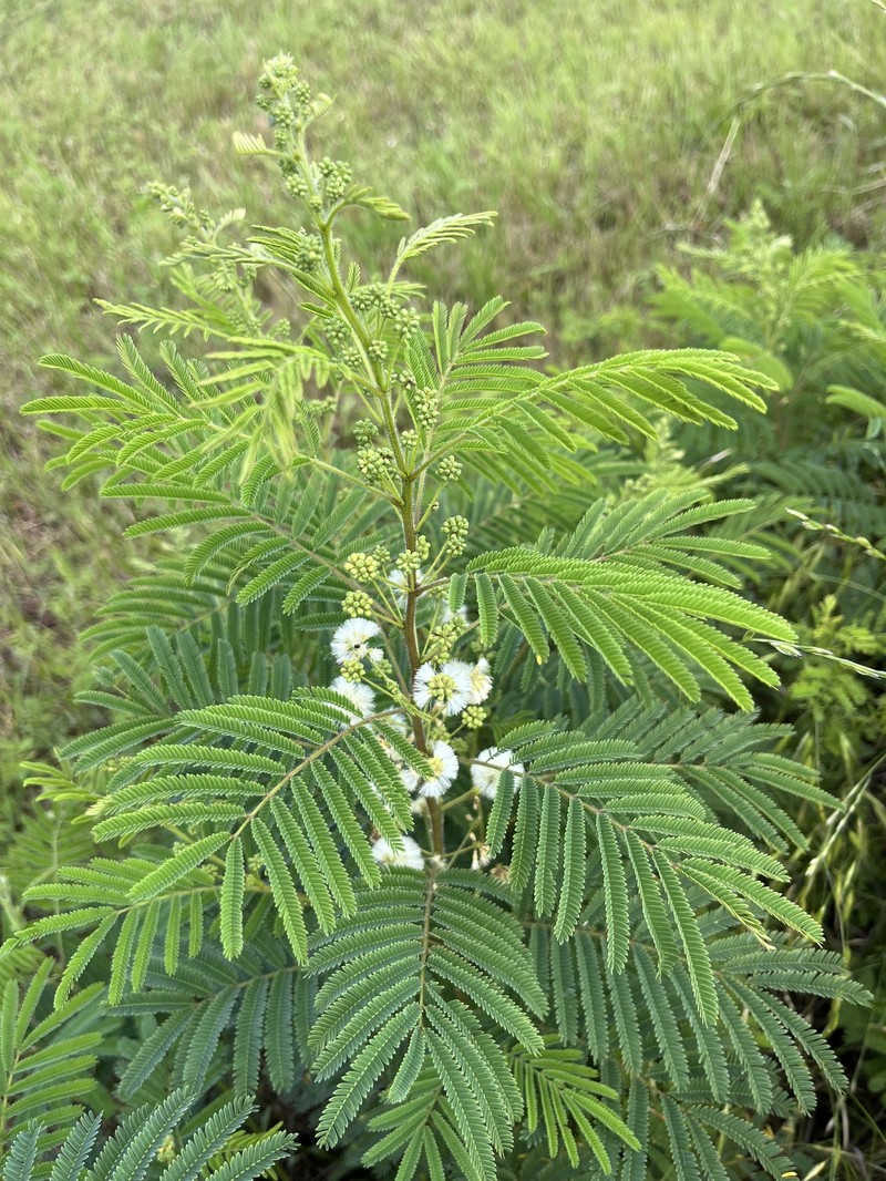 Acaciella angustissima var. texensis photo 4