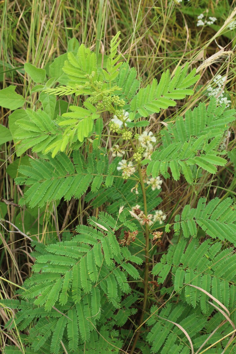 Acaciella angustissima var. texensis photo 5