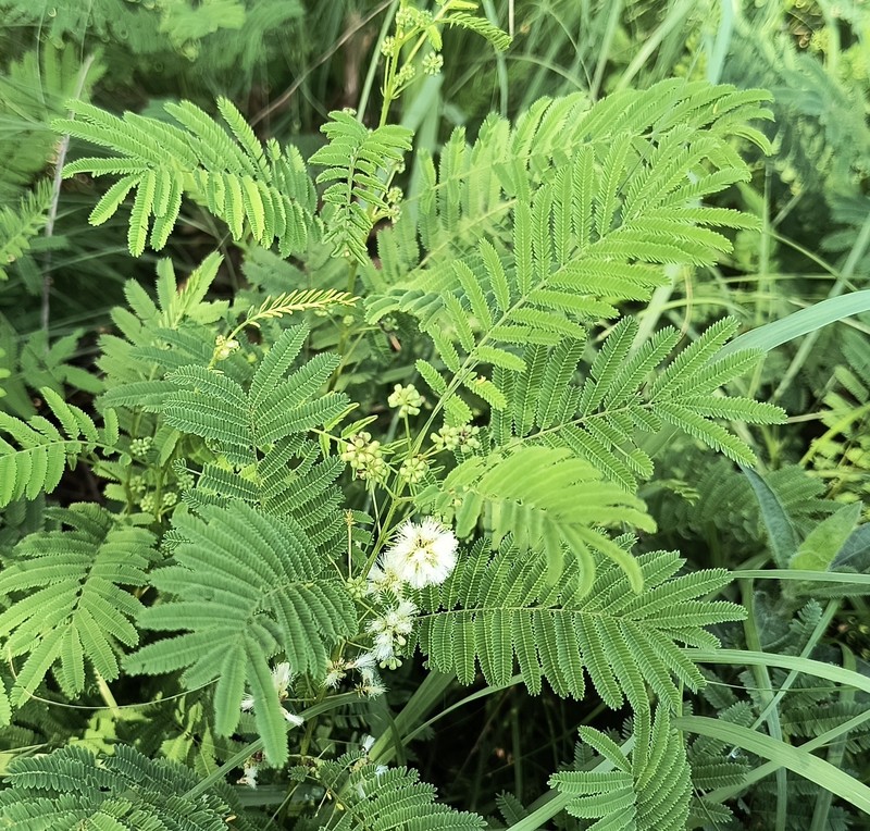 Acaciella angustissima var. texensis photo 6
