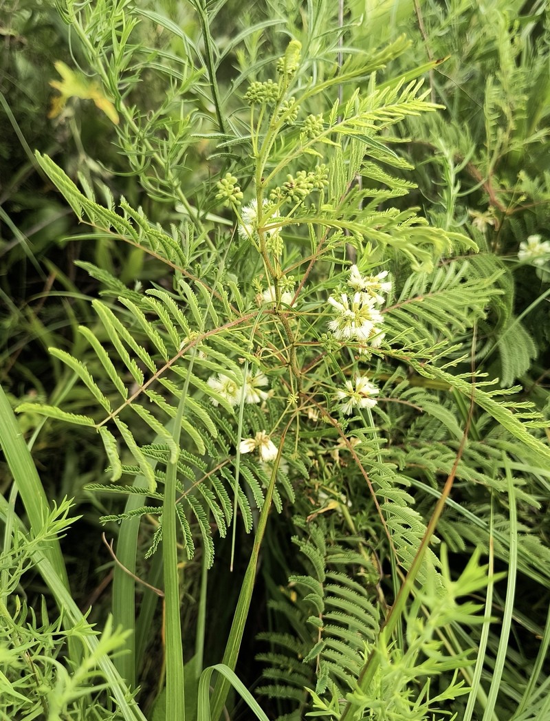 Acaciella angustissima var. texensis photo 7