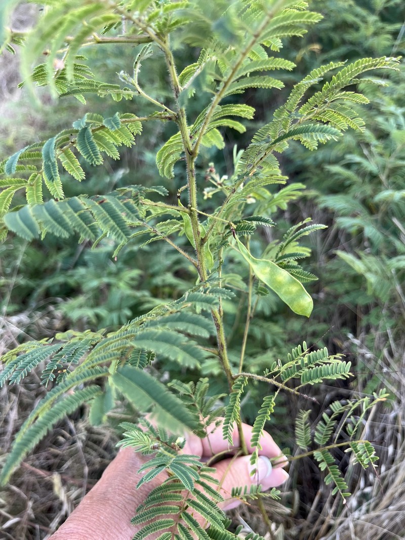 Acaciella angustissima var. texensis photo 8
