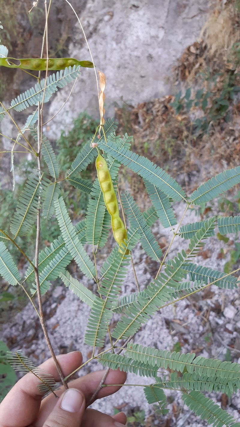 Acaciella barrancana