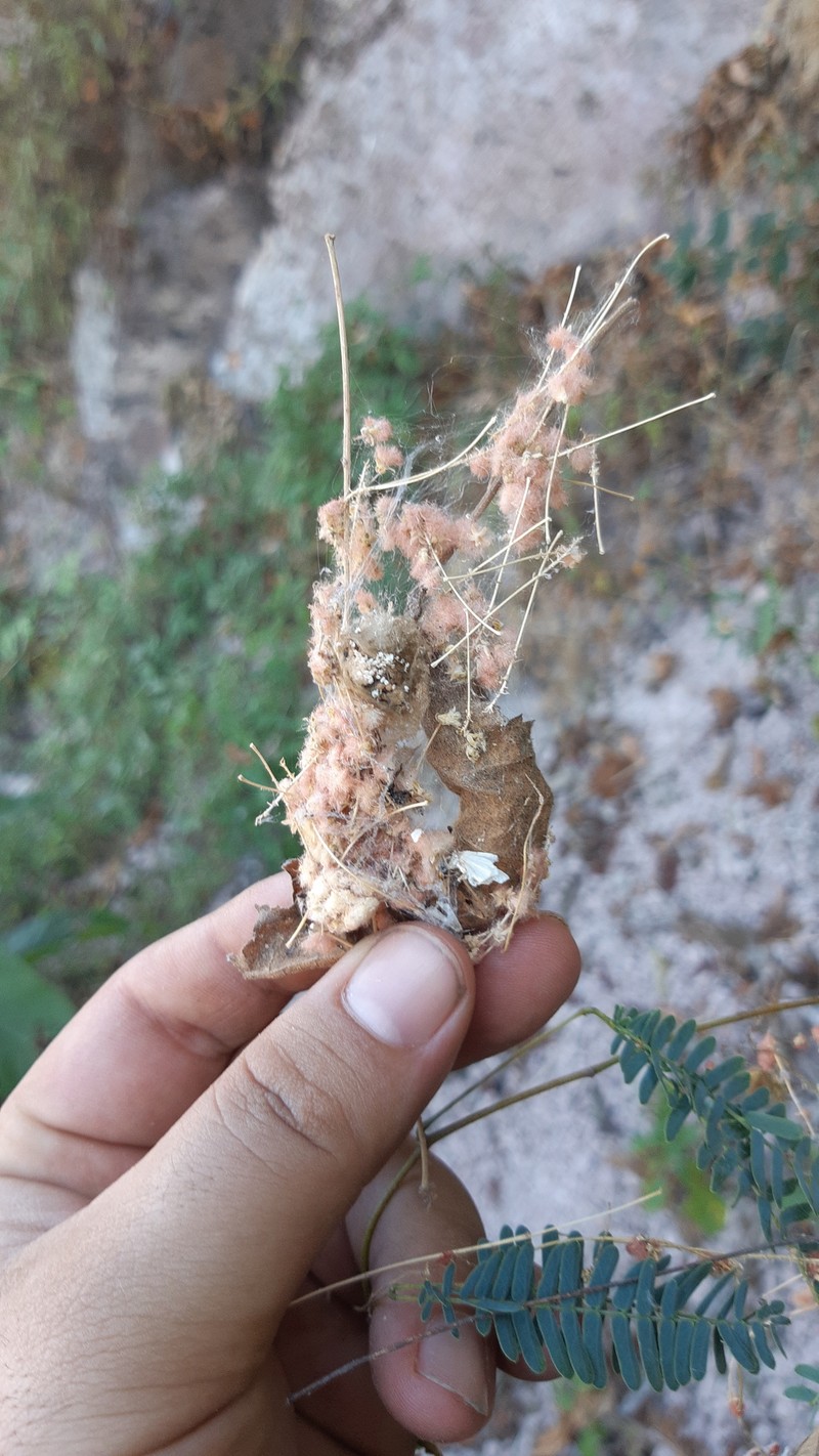 Acaciella barrancana photo 2
