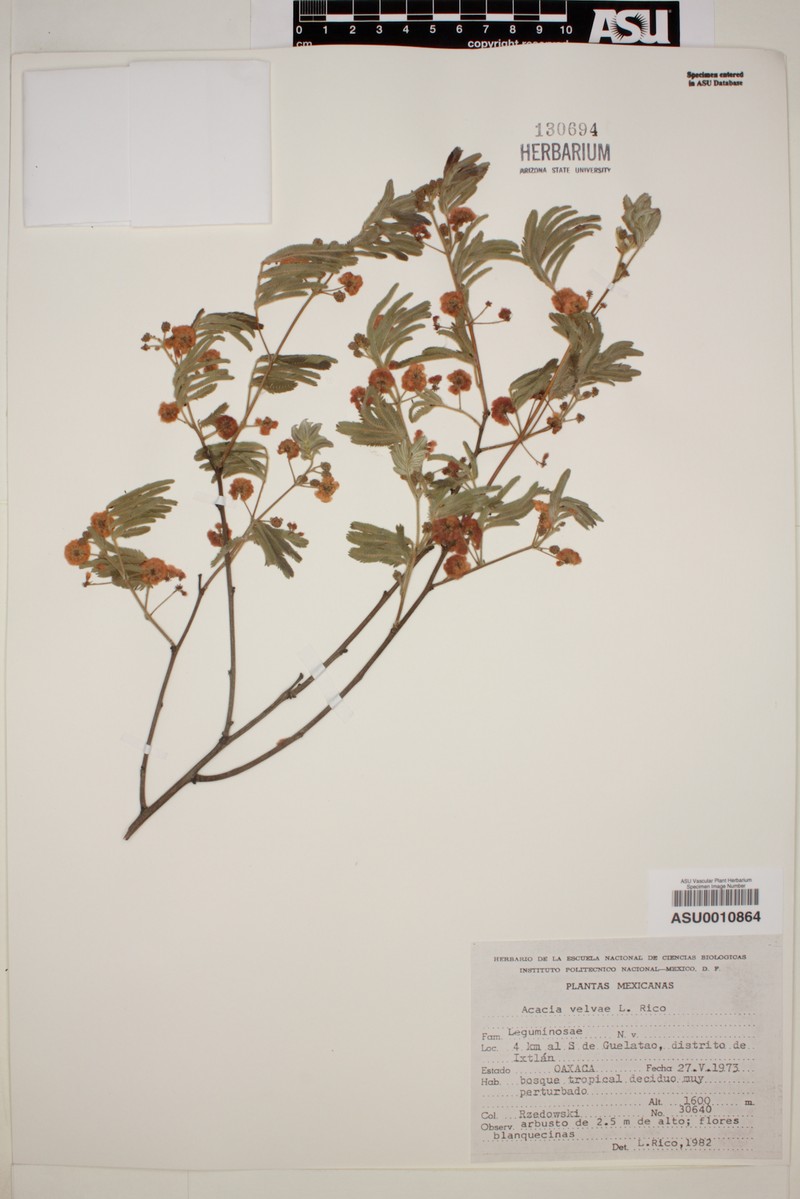Acaciella bicolor