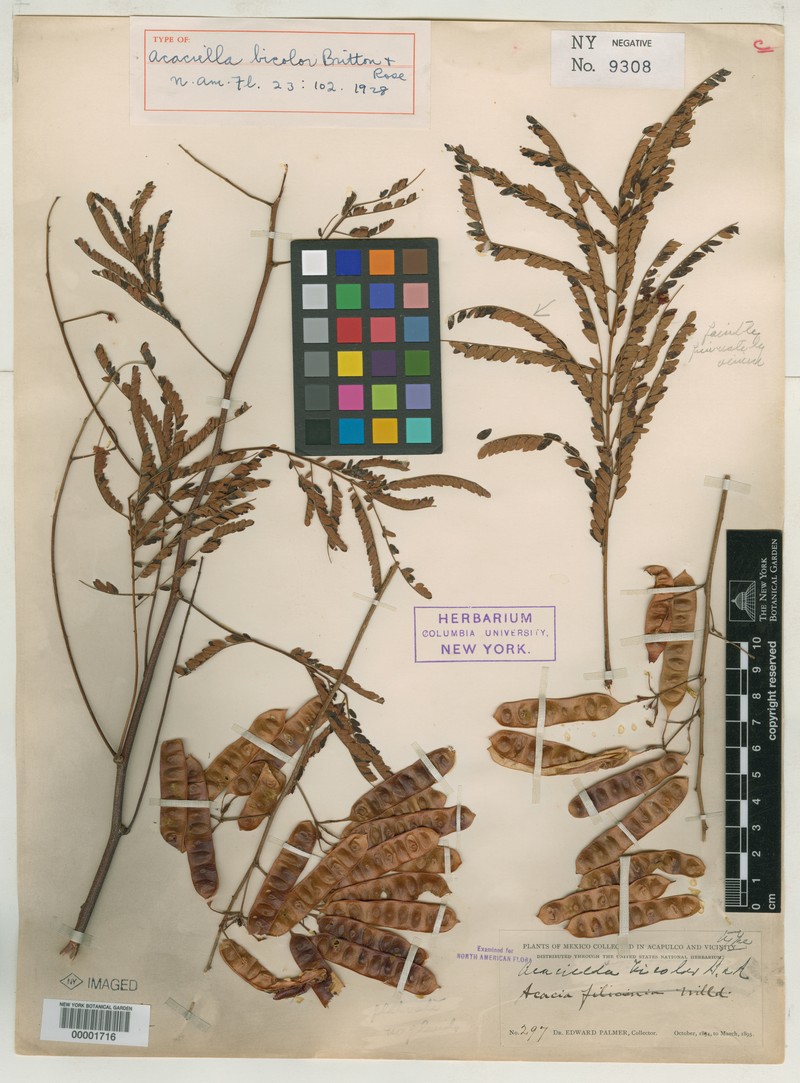 Acaciella bicolor photo 2